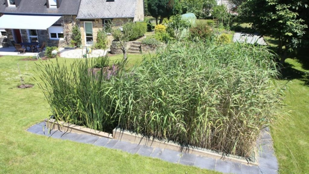 La Phytoépuration